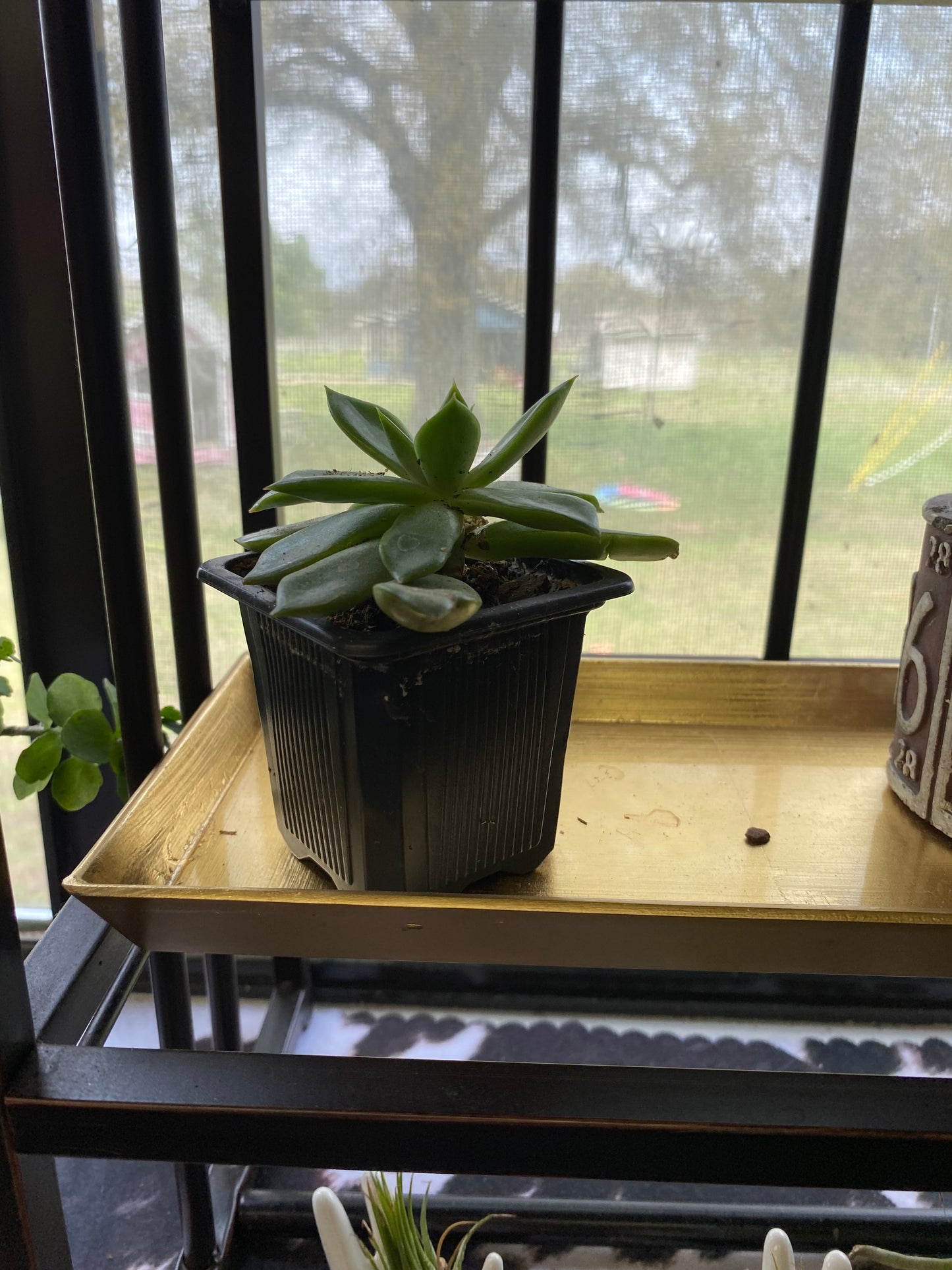 Small Succulent